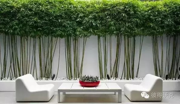 日式園林中的樹