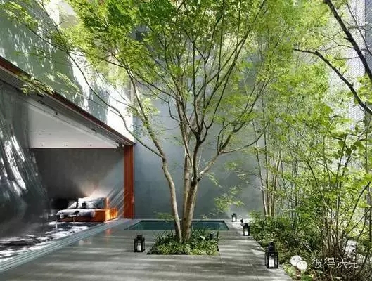 日式園林中的樹