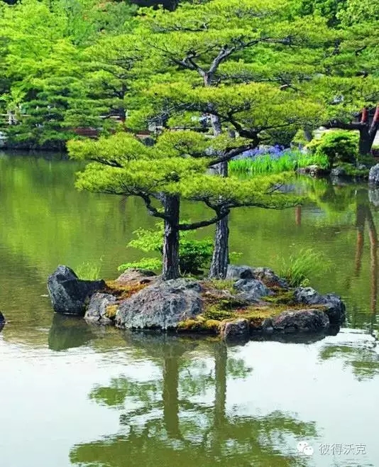 日式園林中的樹