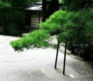 日式園林中的樹