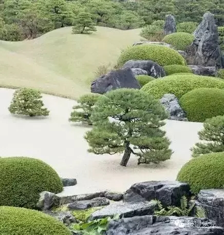 日式園林中的樹