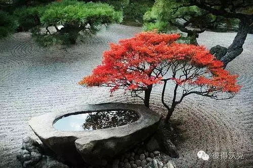 日式園林中的樹