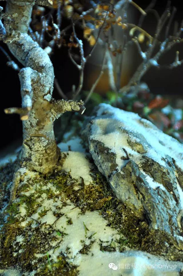 墨爻盆景作品：片片互玲瓏，飛揚玉漏終。——《山澗小雪》
