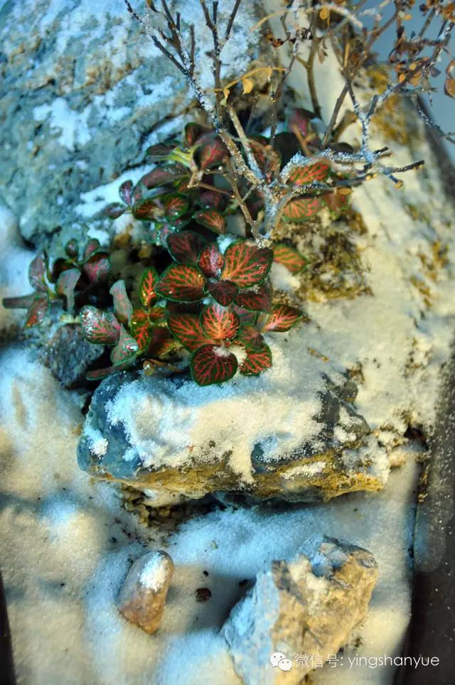 墨爻盆景作品：片片互玲瓏，飛揚玉漏終。——《山澗小雪》