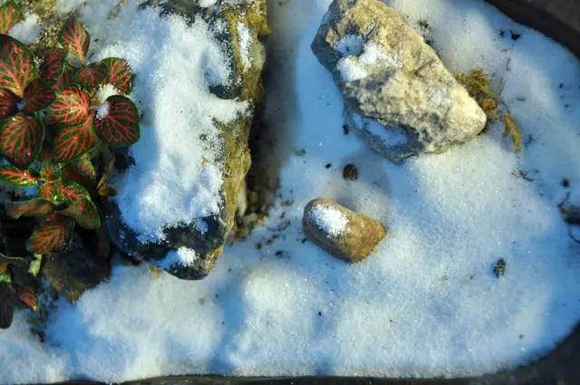 墨爻盆景作品：片片互玲瓏，飛揚玉漏終。——《山澗小雪》