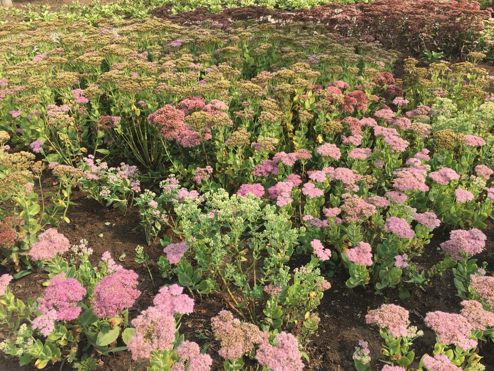 國際景觀師詹姆斯?希契莫夫專題講座全程獨家報道