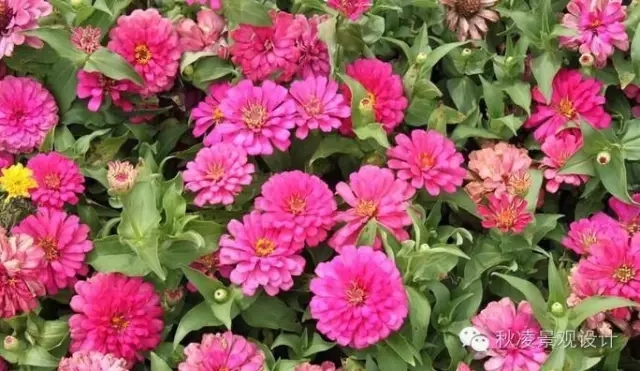 常見草本植物大全