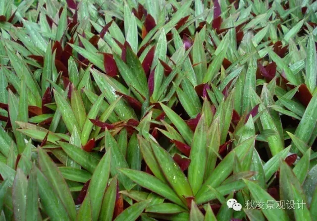 常見草本植物大全