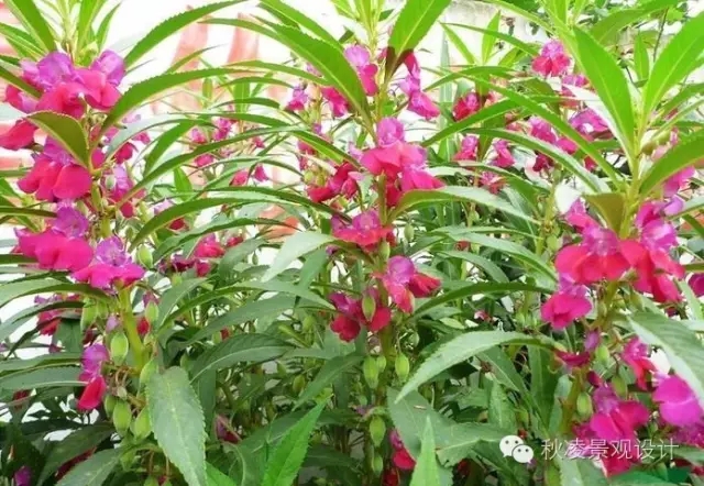 常見草本植物大全