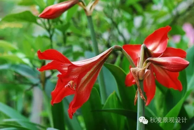 常見草本植物大全