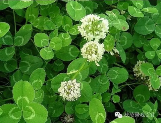 常見草本植物大全