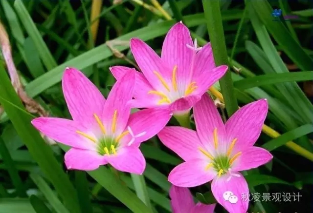 常見草本植物大全