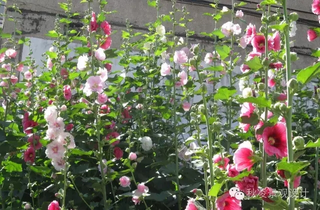 常見草本植物大全