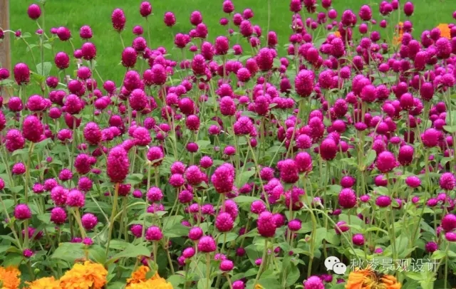 常見草本植物大全