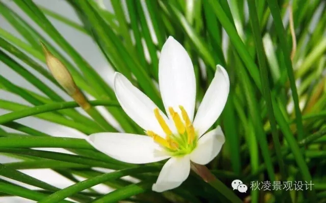 常見草本植物大全