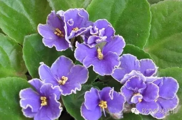 常見草本植物大全