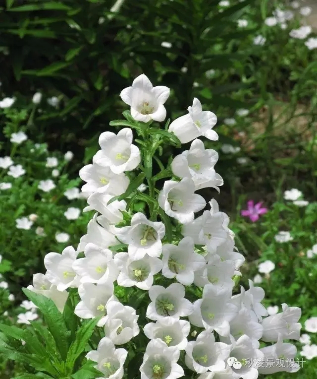 常見草本植物大全
