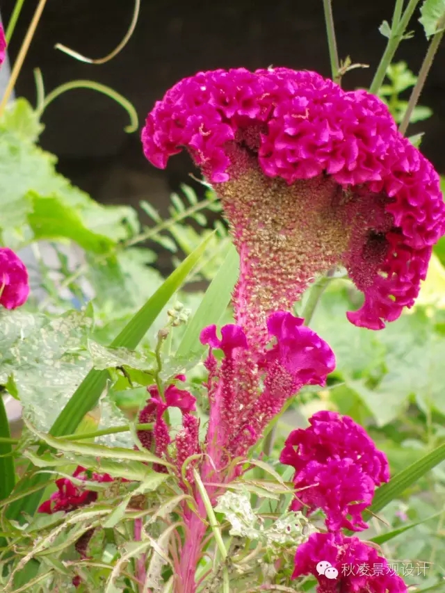 常見草本植物大全