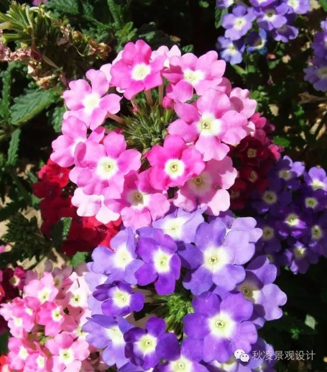 常見草本植物大全