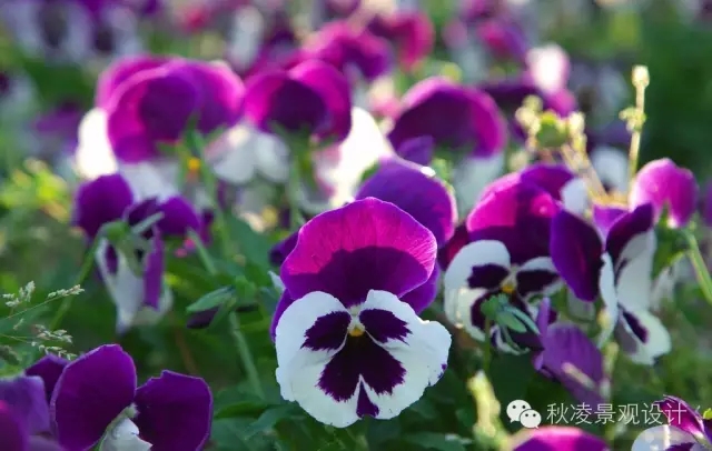 常見草本植物大全