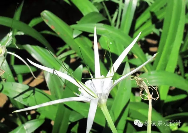 常見草本植物大全