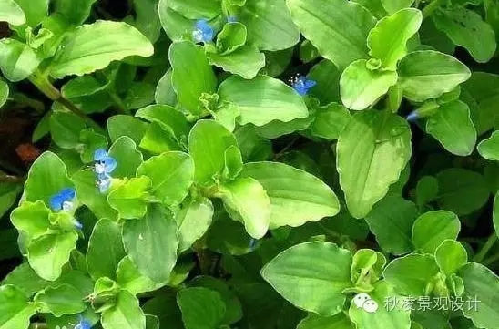 常見草本植物大全