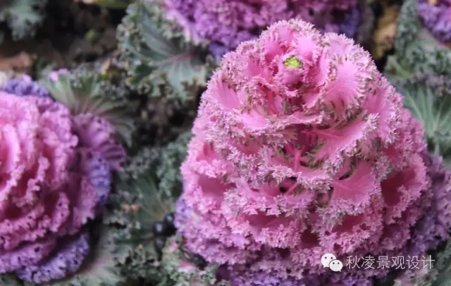 常見草本植物大全
