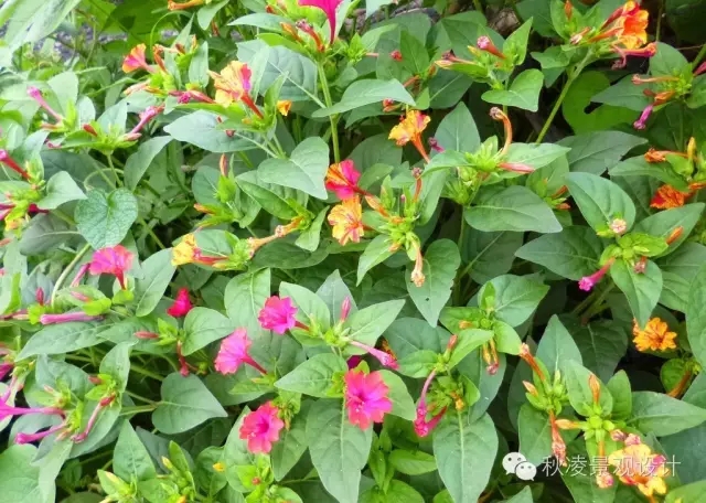 常見草本植物大全