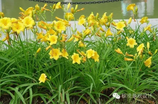 常見草本植物大全