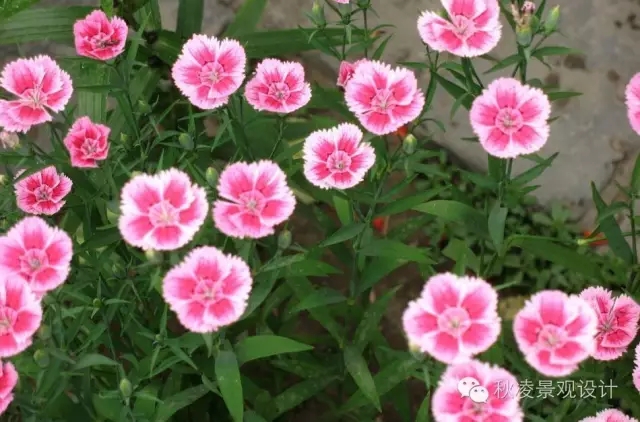 常見草本植物大全