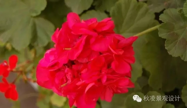 常見草本植物大全