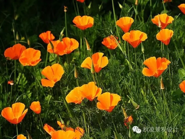 常見草本植物大全