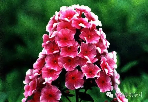 常見草本植物大全