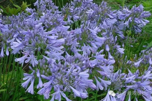 常見草本植物大全