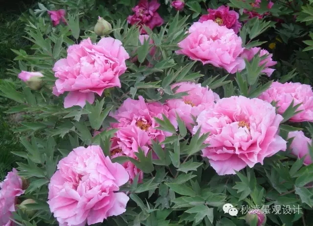 常見草本植物大全