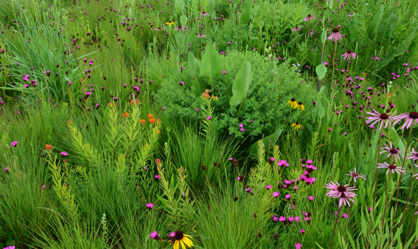 詹姆斯·希契莫夫教授生態景觀設計實踐及科研簡介