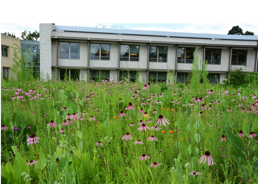 詹姆斯·希契莫夫教授生態景觀設計實踐及科研簡介