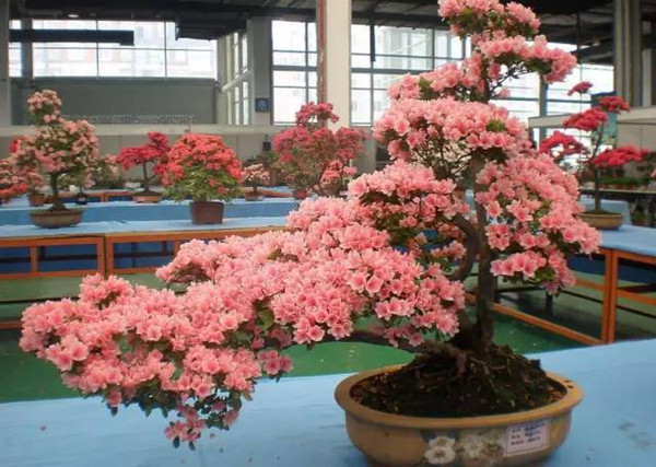 家庭園藝成為沭陽花木節(jié)主打牌