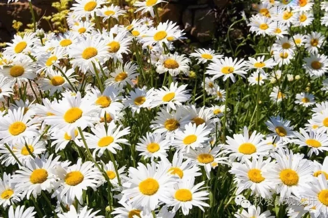 50種常見宿根花卉