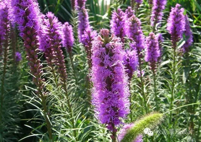 50種常見宿根花卉