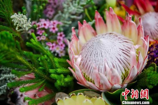 南非帝王花為武漢植物園增添濃郁非洲風情