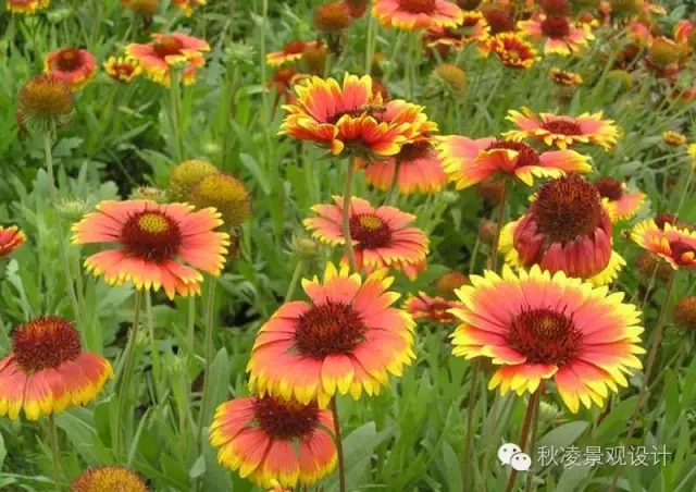 50種常見宿根花卉