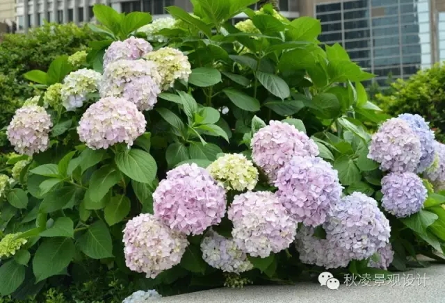 50種常見宿根花卉