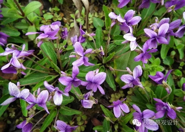 50種常見宿根花卉