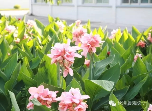 50種常見宿根花卉