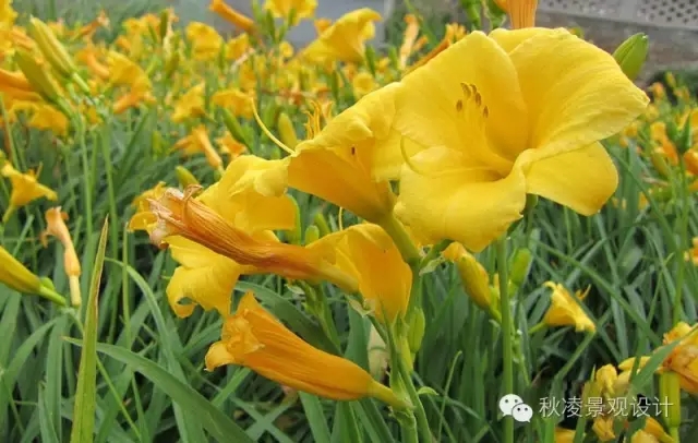 50種常見宿根花卉