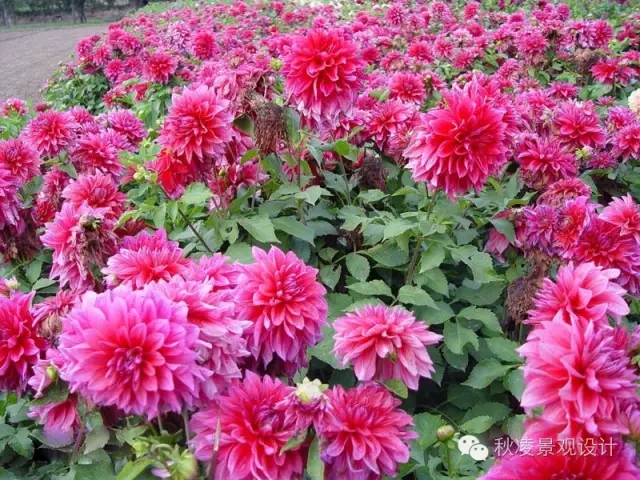 50種常見宿根花卉