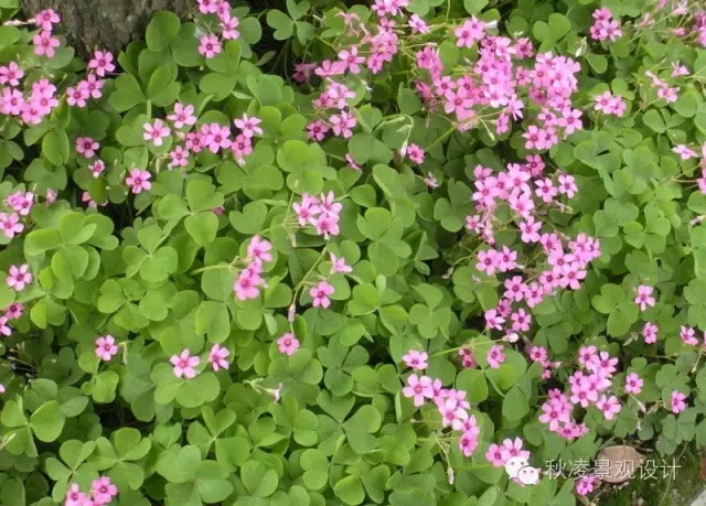 50種常見宿根花卉