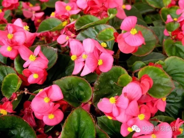 50種常見宿根花卉