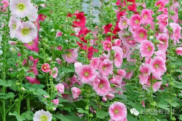 50種常見宿根花卉